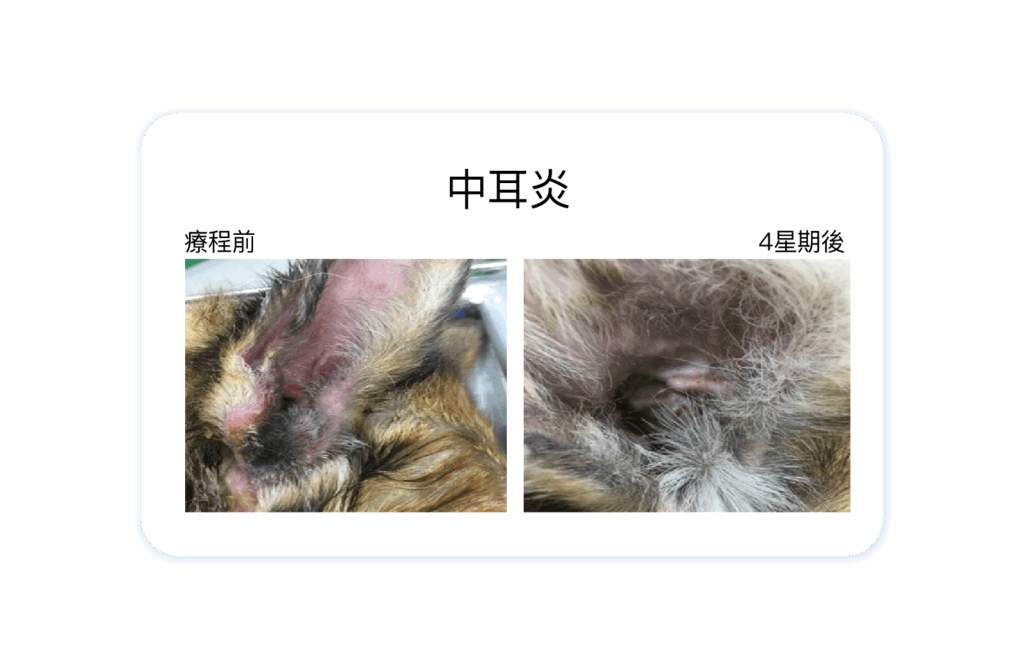VetEase_中耳炎